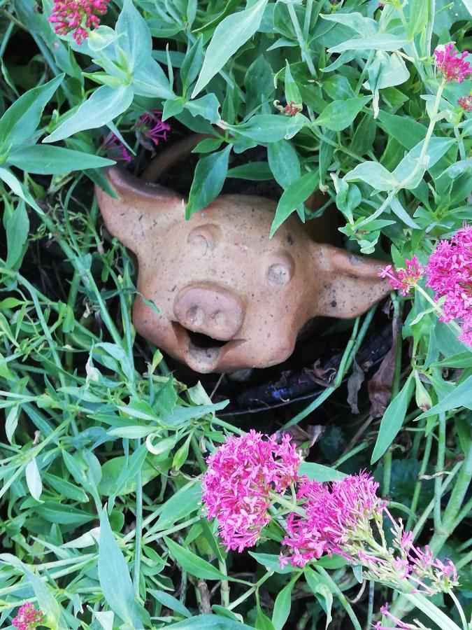 Au Cochon Qui Rit Flines-Les-Mortagne Exterior foto